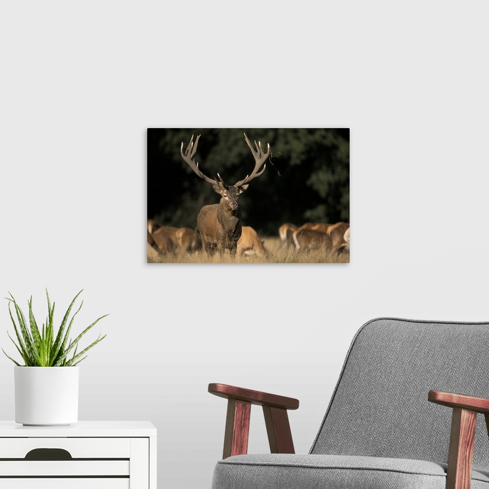 A modern room featuring Oversized, horizontal photograph of a large deer with giant antlers, looking at the camera, while...
