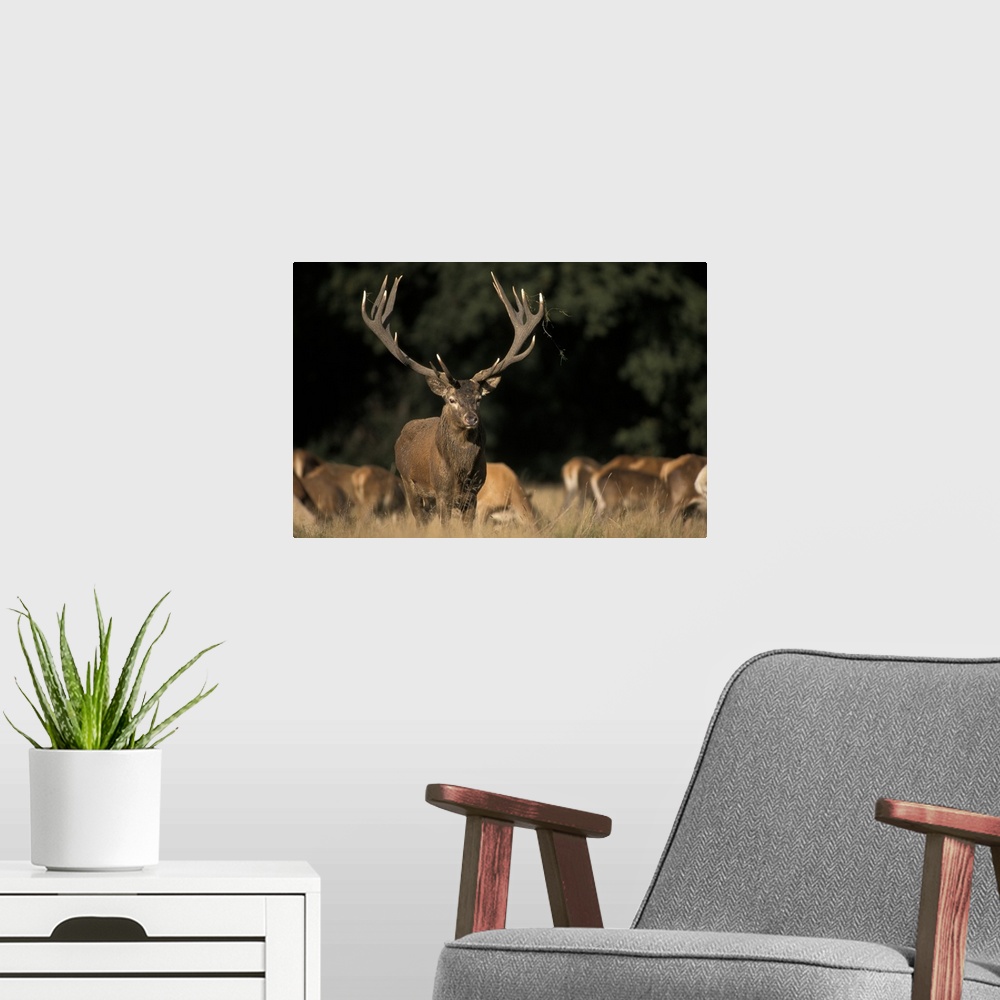 A modern room featuring Oversized, horizontal photograph of a large deer with giant antlers, looking at the camera, while...