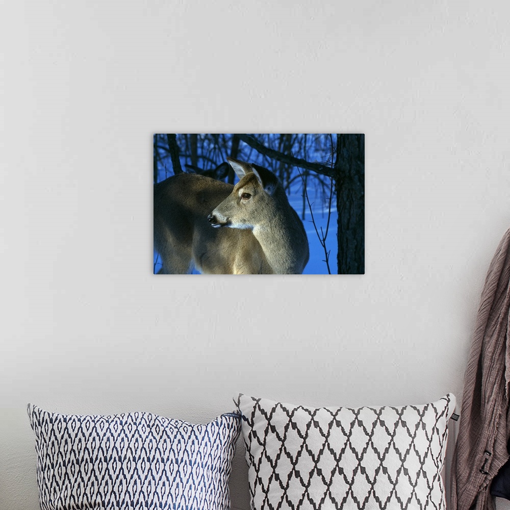 A bohemian room featuring Deer doe in snowy woods, close up profile.