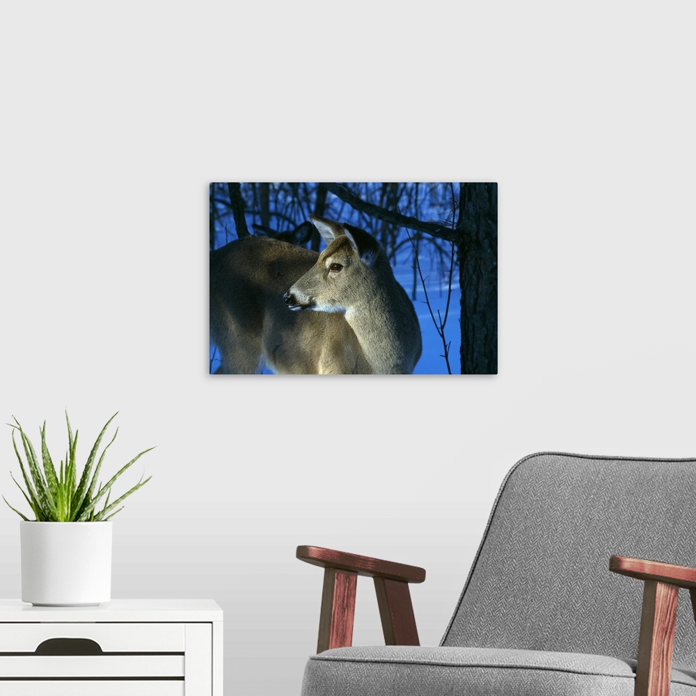 A modern room featuring Deer doe in snowy woods, close up profile.