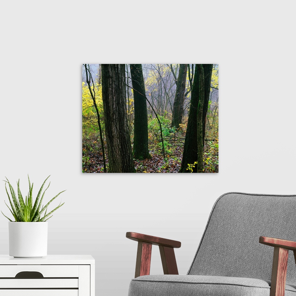 A modern room featuring Dense forest interior, autumn, Mississippi Palisades State Park, Illinois