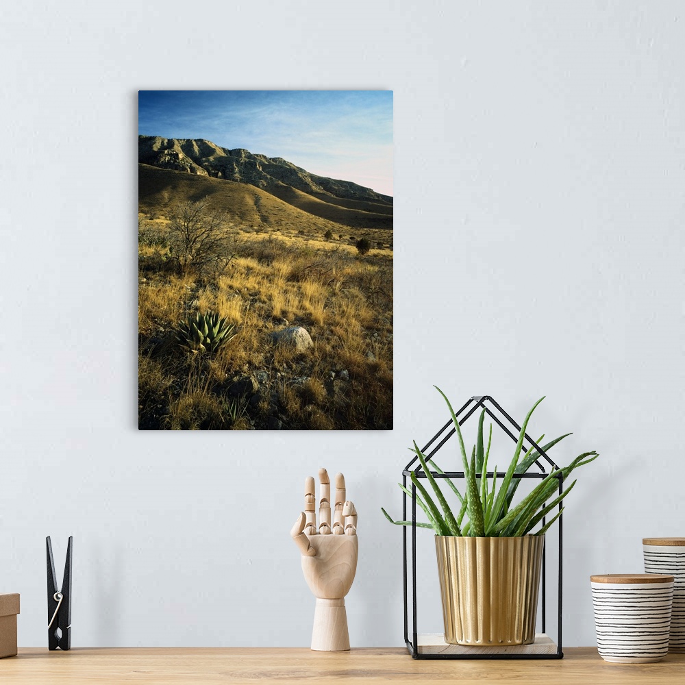 A bohemian room featuring Desert landscape with agave or century plants, Guadalupe Mountains, Guadalupe Mountain National P...