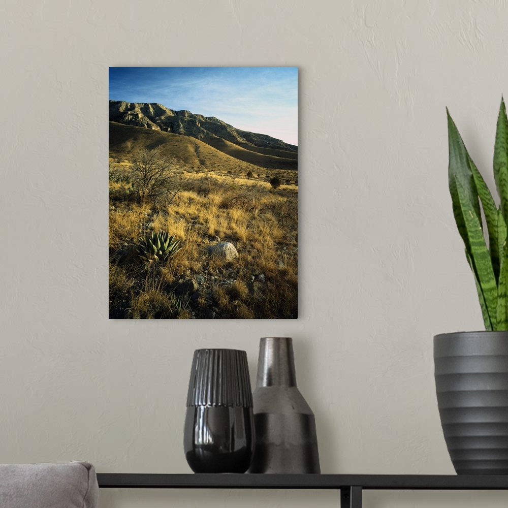 A modern room featuring Desert landscape with agave or century plants, Guadalupe Mountains, Guadalupe Mountain National P...