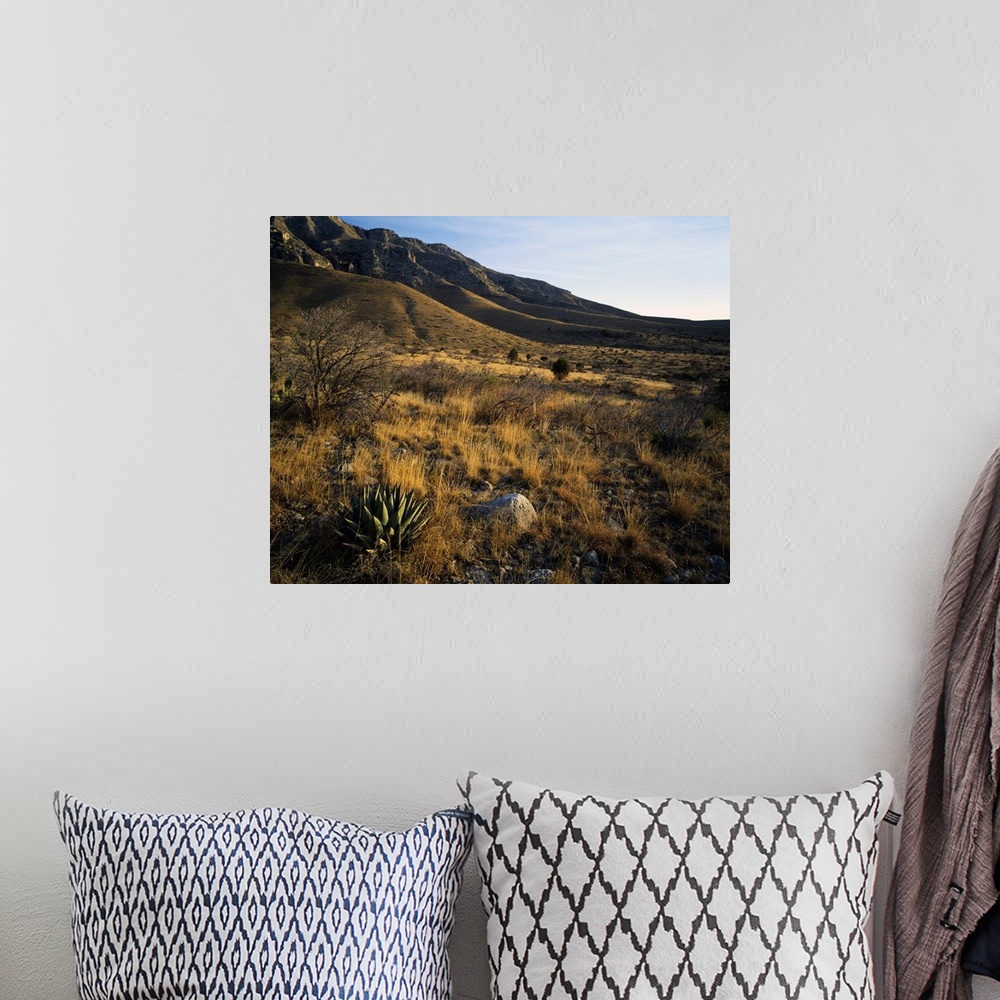 A bohemian room featuring Desert landscape with agave or century plants, Guadalupe Mountains, Guadalupe Mountain National P...