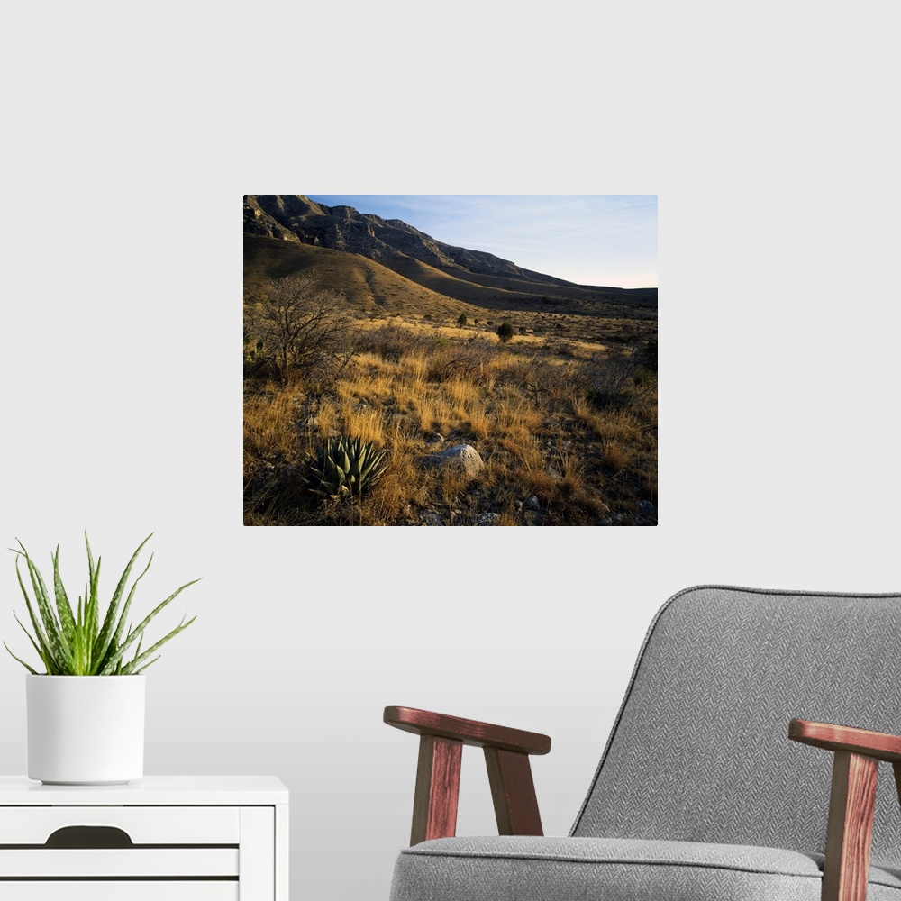 A modern room featuring Desert landscape with agave or century plants, Guadalupe Mountains, Guadalupe Mountain National P...