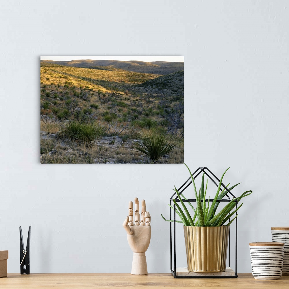 A bohemian room featuring Desert landscape with sotol plants, Walnut Canyon, Carlsbad Caverns National Park, New Mexico
