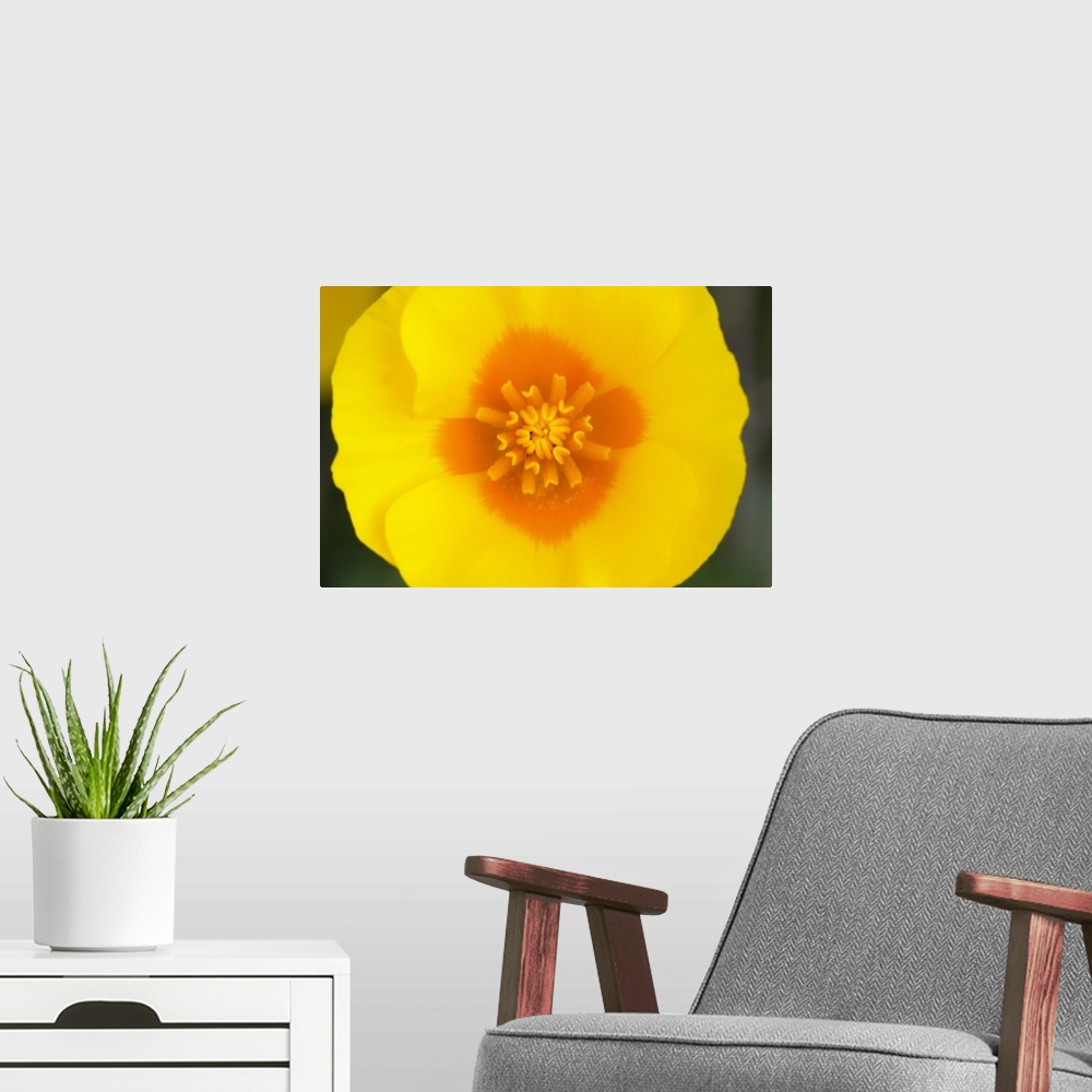 A modern room featuring Up-close photograph of flower's center.