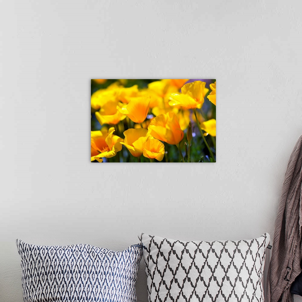 A bohemian room featuring Home art docor photographic art of close up flowers in bloom.