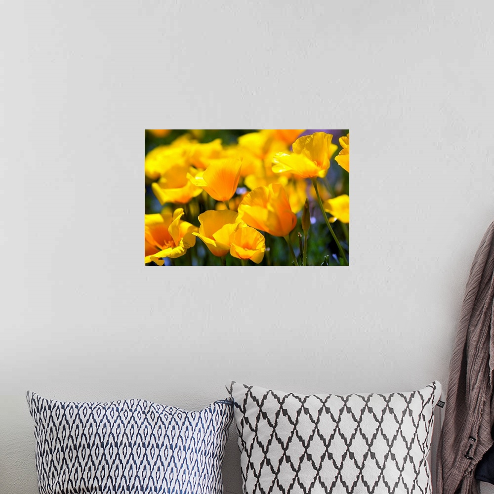A bohemian room featuring Home art docor photographic art of close up flowers in bloom.