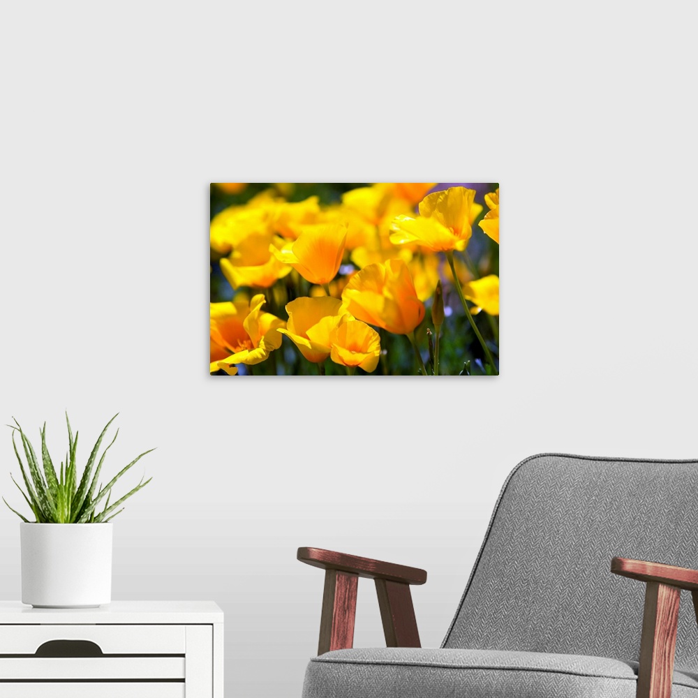 A modern room featuring Home art docor photographic art of close up flowers in bloom.