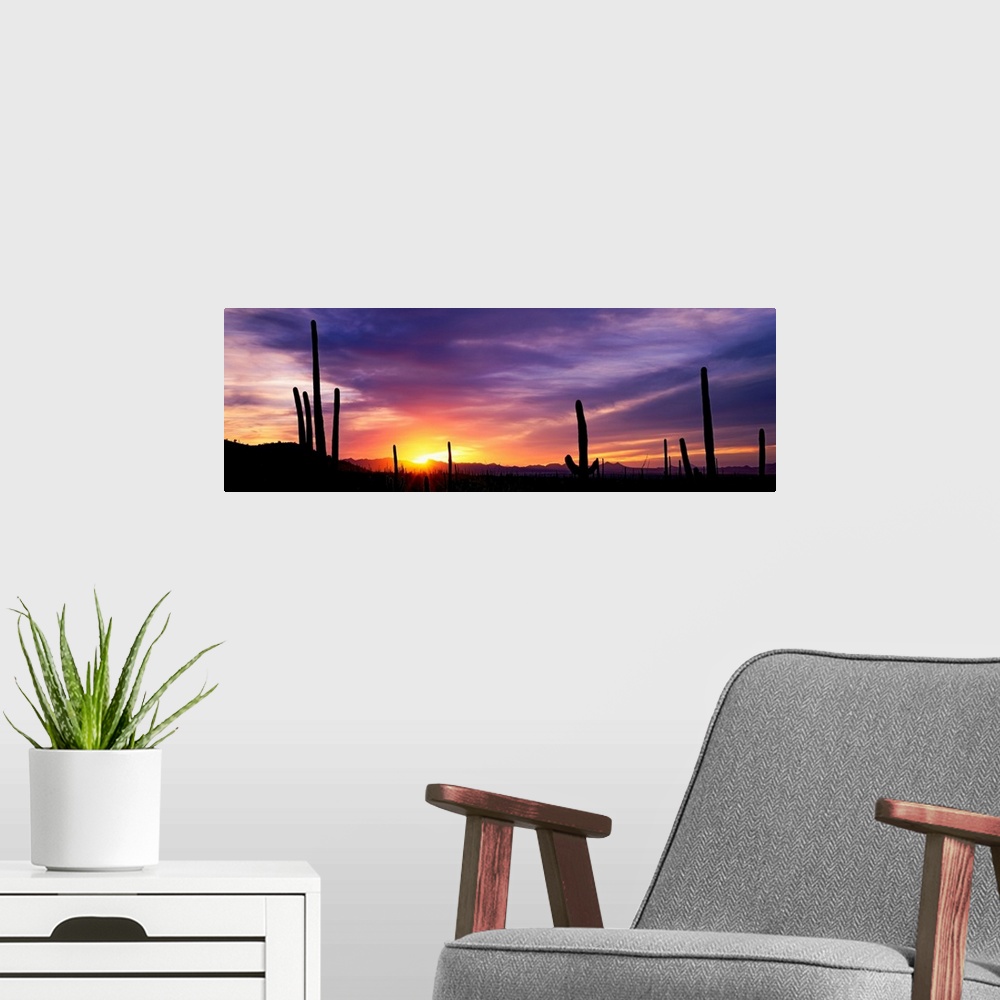 A modern room featuring Panoramic photograph shows a bare wilderness filled with the silhouettes of scattered cactus plan...