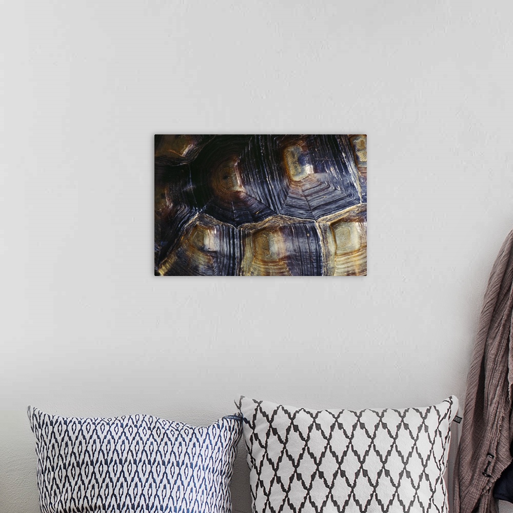 A bohemian room featuring Desert Tortoise Shell
