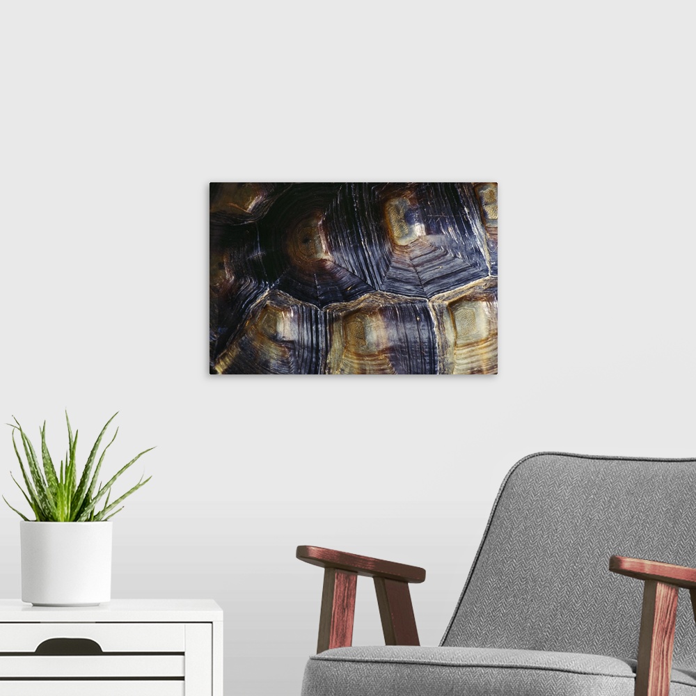 A modern room featuring Desert Tortoise Shell