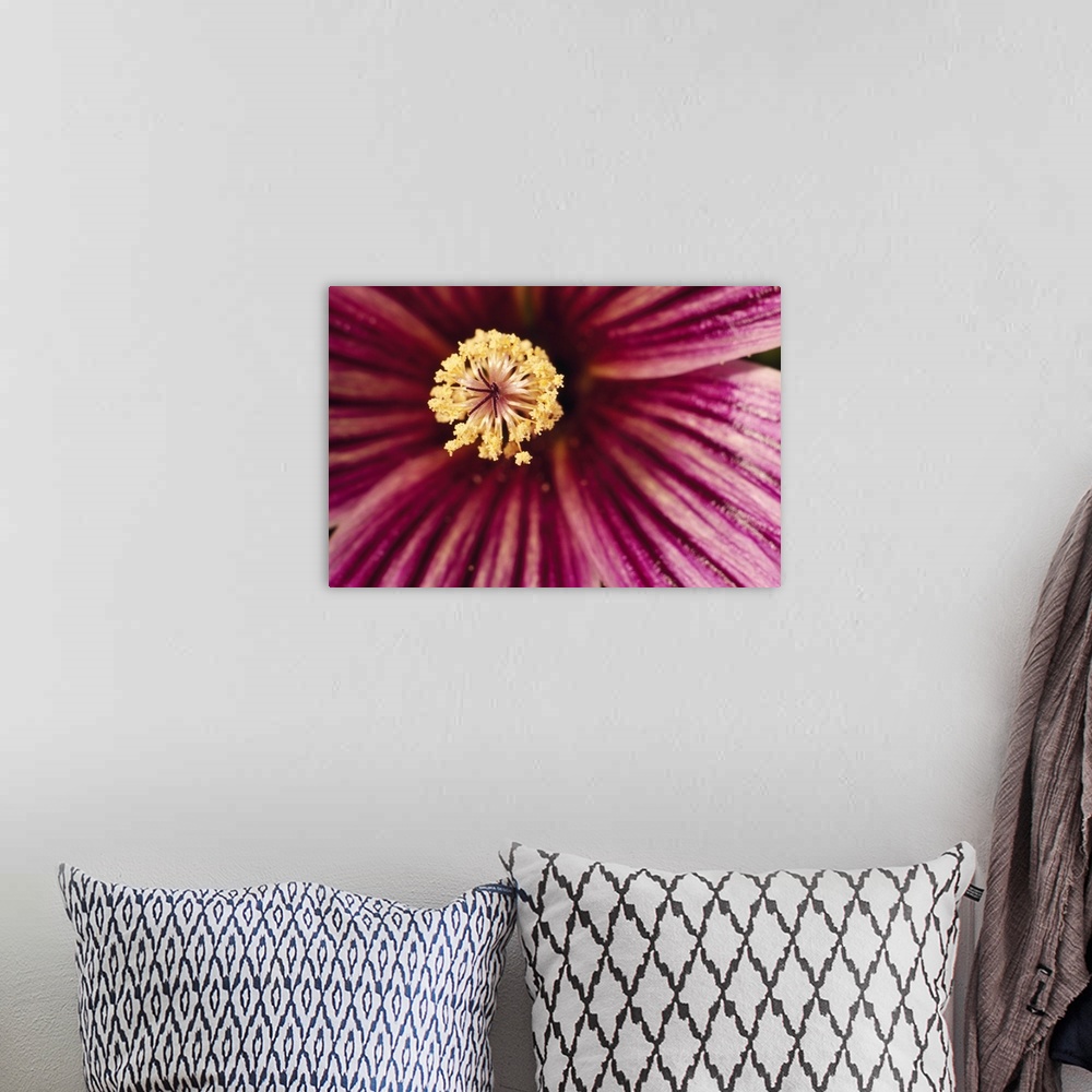A bohemian room featuring Large canvas print of the up close of the center of a flower.