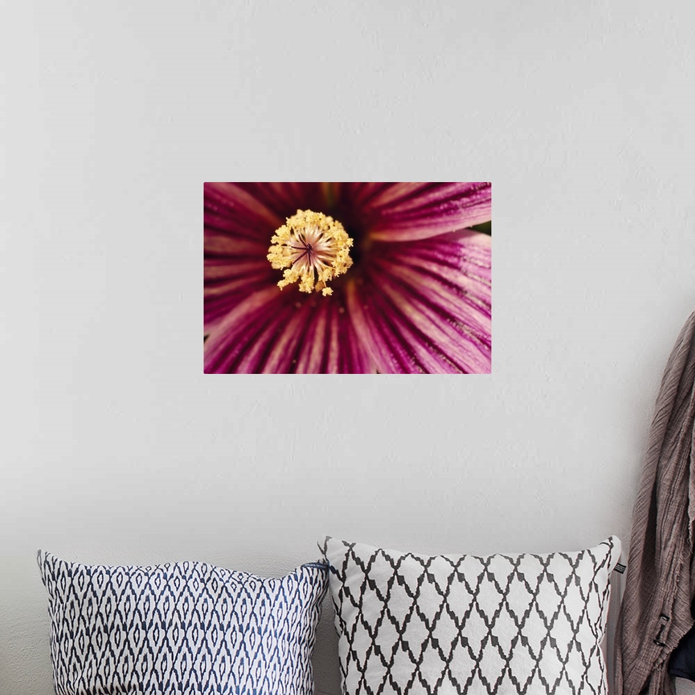 A bohemian room featuring Large canvas print of the up close of the center of a flower.