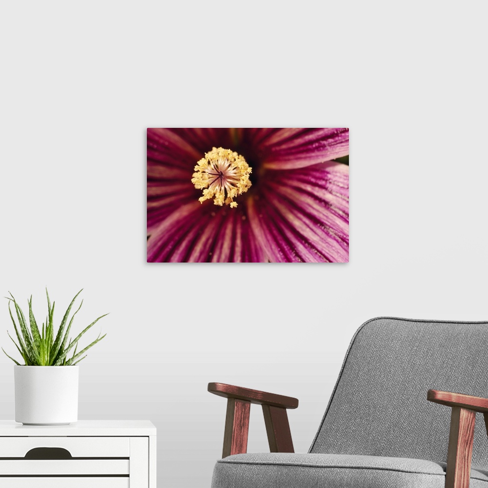A modern room featuring Large canvas print of the up close of the center of a flower.