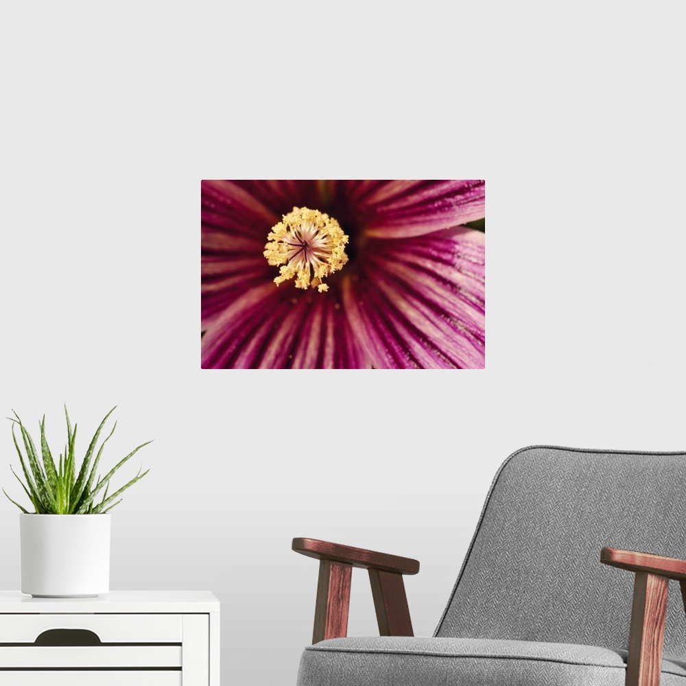 A modern room featuring Large canvas print of the up close of the center of a flower.