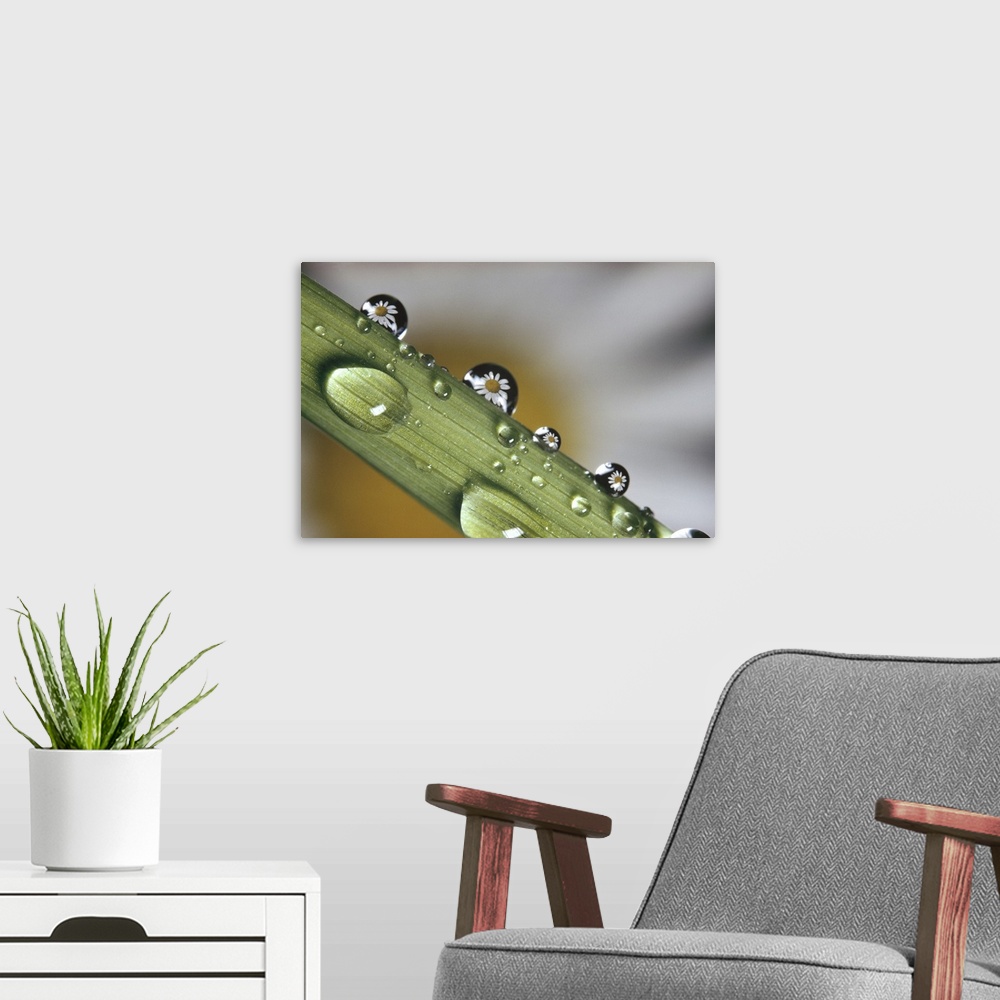 A modern room featuring Dew drops on a stem