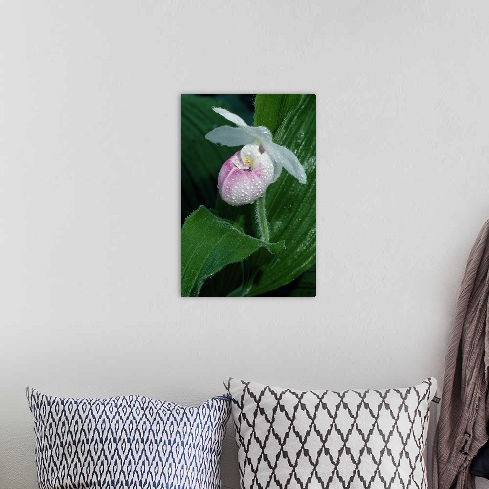 A bohemian room featuring Dew on ladyslipper orchid flower blossom, close up, Michigan