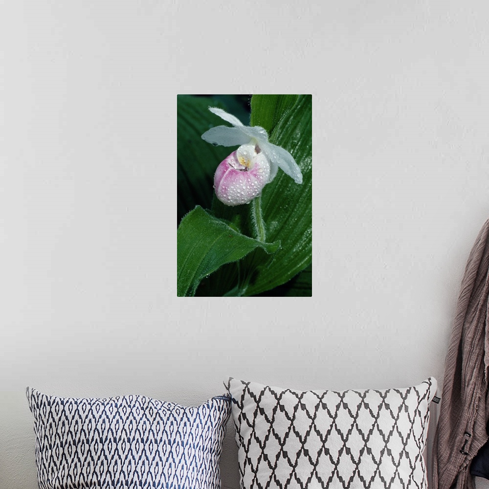 A bohemian room featuring Dew on ladyslipper orchid flower blossom, close up, Michigan