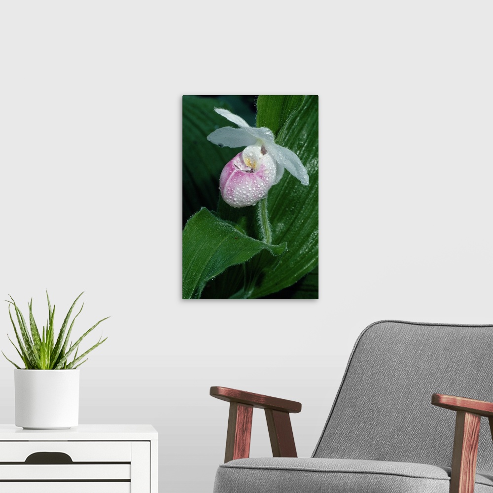 A modern room featuring Dew on ladyslipper orchid flower blossom, close up, Michigan