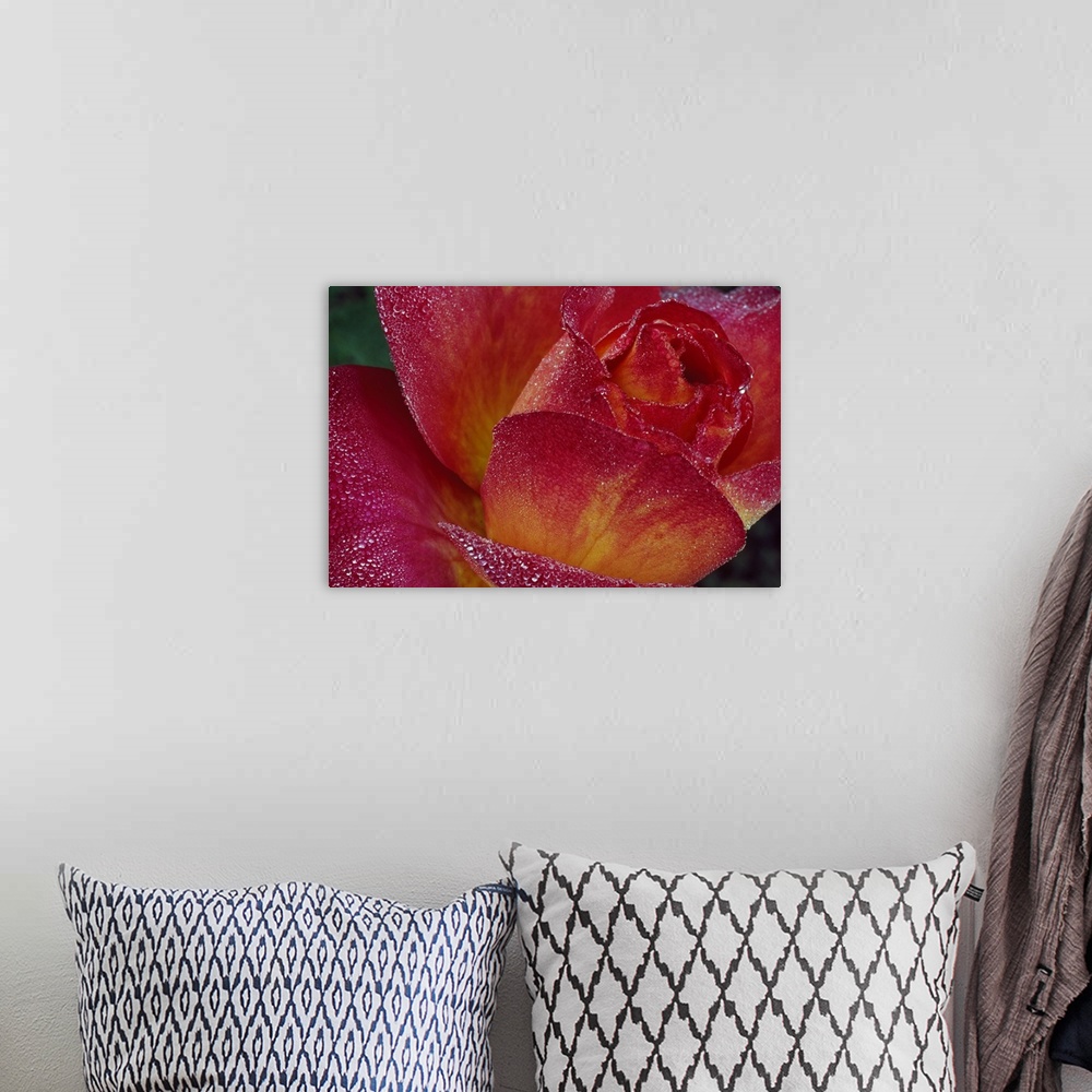 A bohemian room featuring A closely taken picture of a rose with tiny beads of water on its petals.