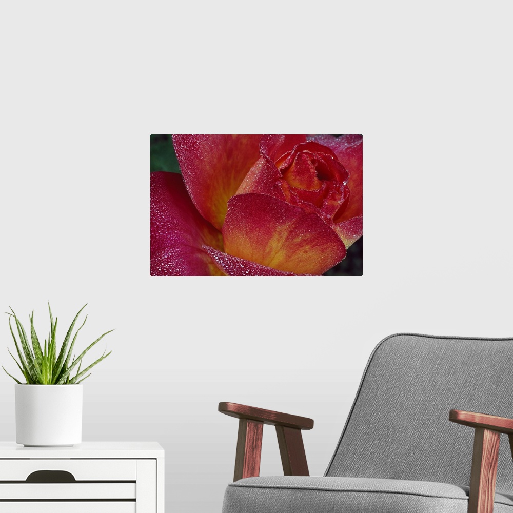 A modern room featuring A closely taken picture of a rose with tiny beads of water on its petals.