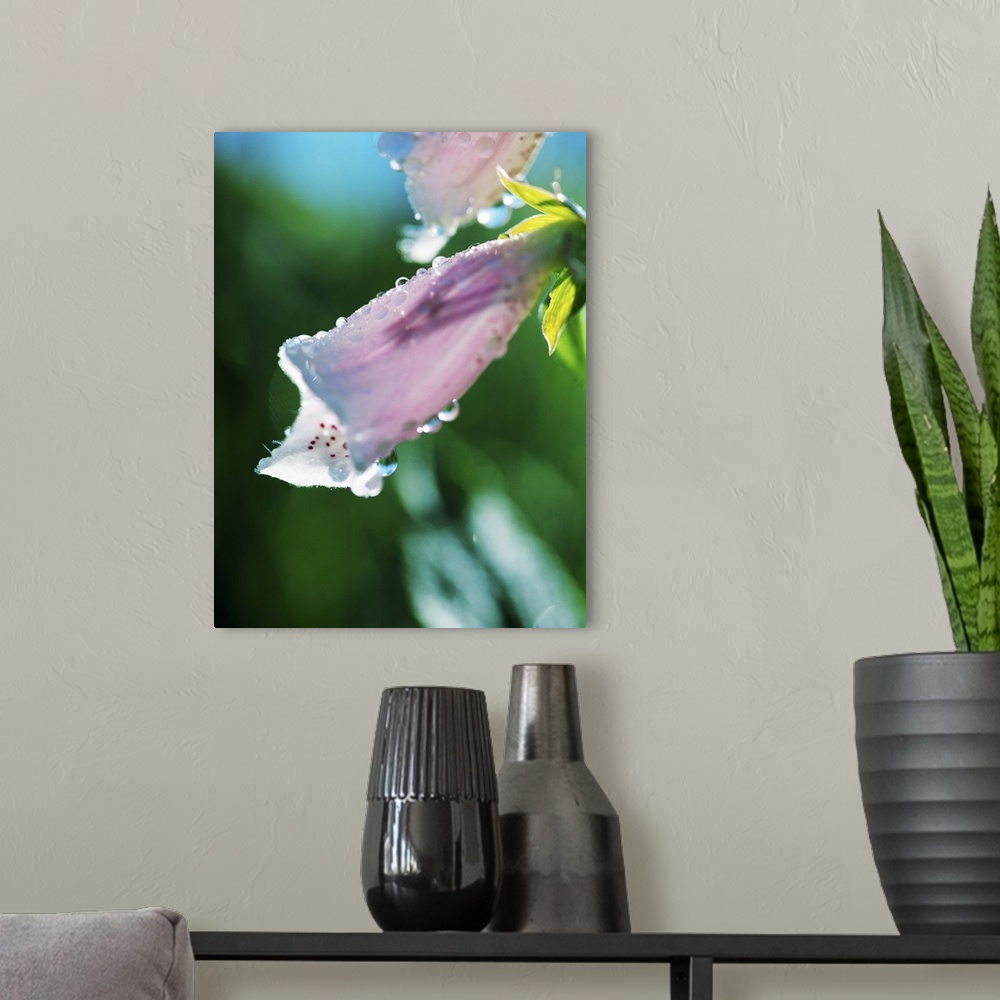 A modern room featuring Dewdrops On Foxglove Flower Blossoms (Digitalis Purpurea)