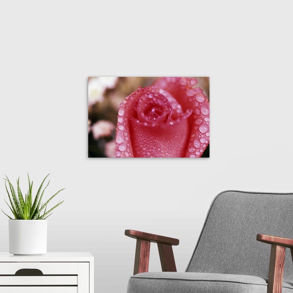 A modern room featuring Dewdrops on rose blossom, close up.