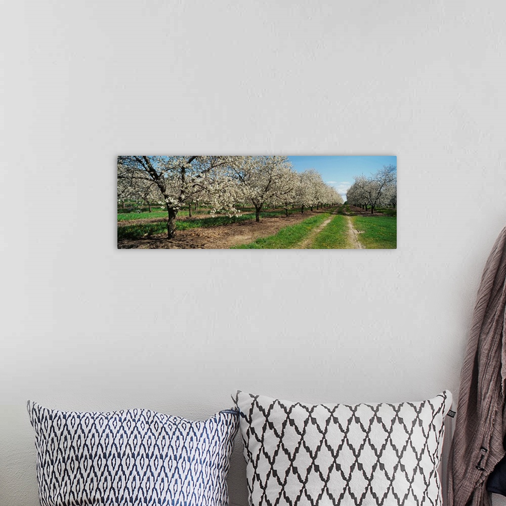 A bohemian room featuring Dirt road passing through a cherry orchard, Leelanau Peninsula, Michigan