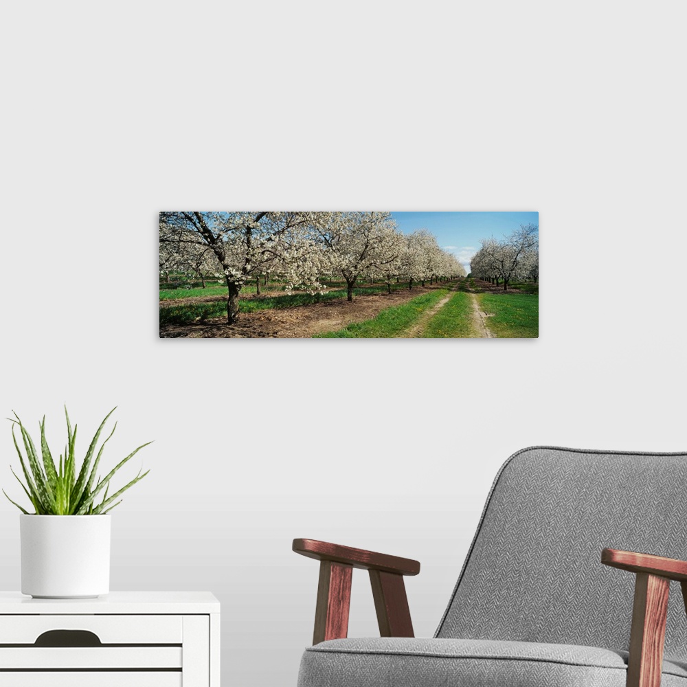 A modern room featuring Dirt road passing through a cherry orchard, Leelanau Peninsula, Michigan