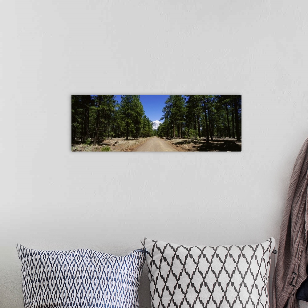 A bohemian room featuring Dirt road passing through a forest, Flagstaff, Arizona