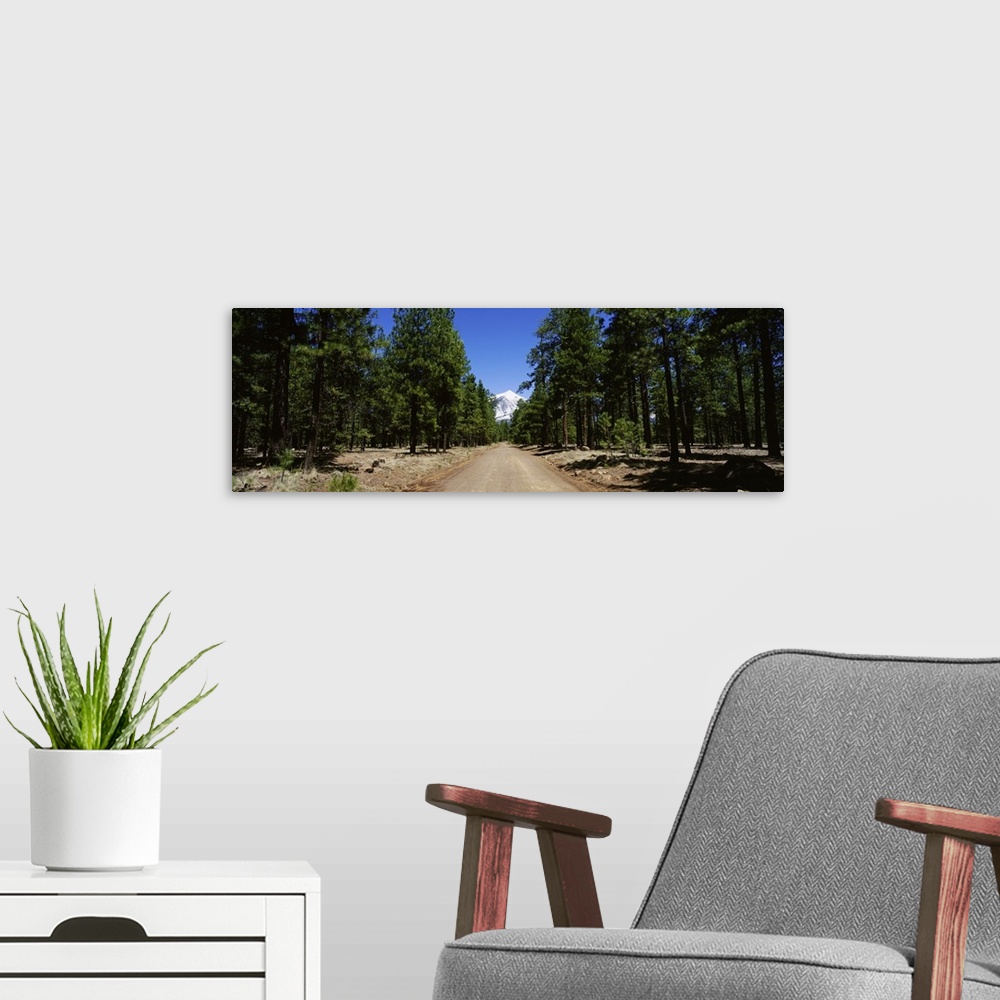 A modern room featuring Dirt road passing through a forest, Flagstaff, Arizona