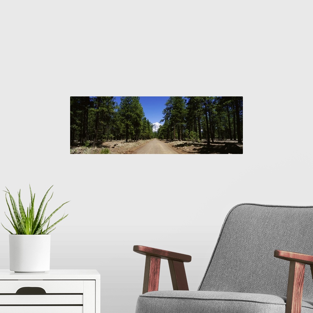 A modern room featuring Dirt road passing through a forest, Flagstaff, Arizona