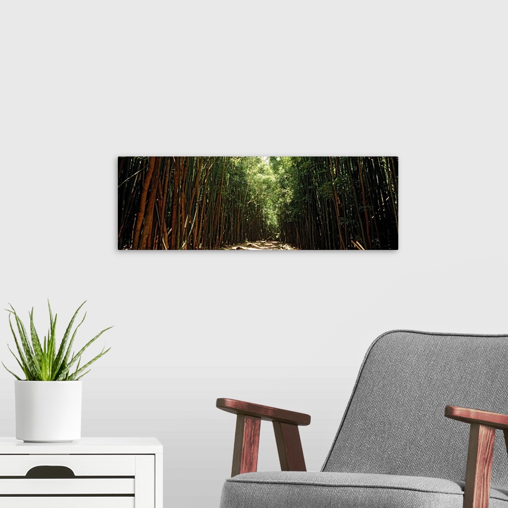 A modern room featuring Panoramic photograph of trail lined with tall bamboo trees.