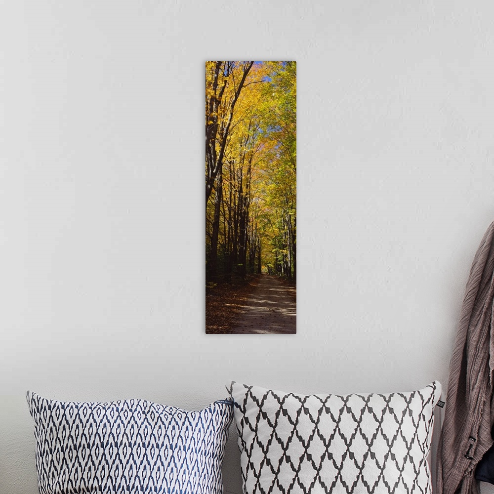 A bohemian room featuring Panoramic photograph shows the view down an unpaved street as the surrounding trees litter the gr...