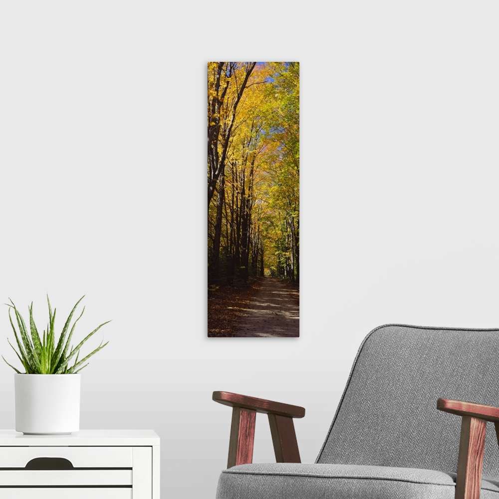 A modern room featuring Panoramic photograph shows the view down an unpaved street as the surrounding trees litter the gr...