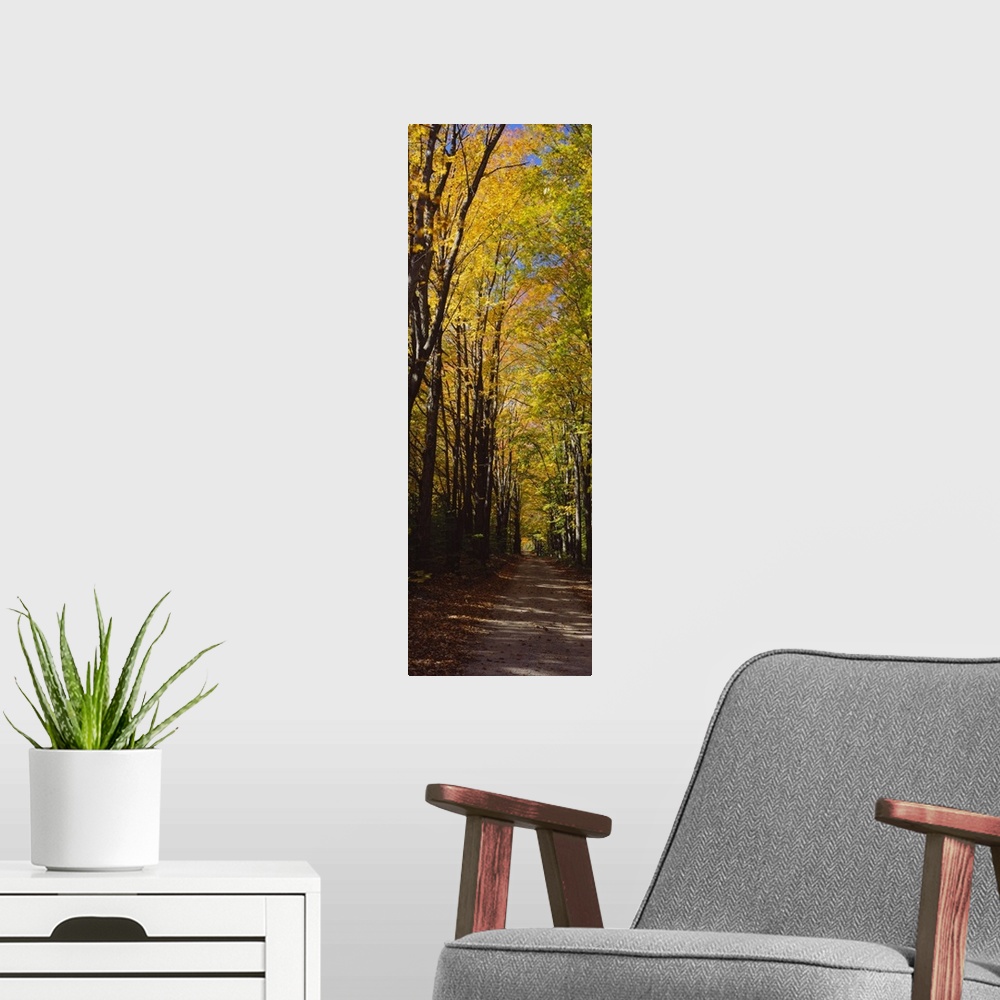 A modern room featuring Panoramic photograph shows the view down an unpaved street as the surrounding trees litter the gr...