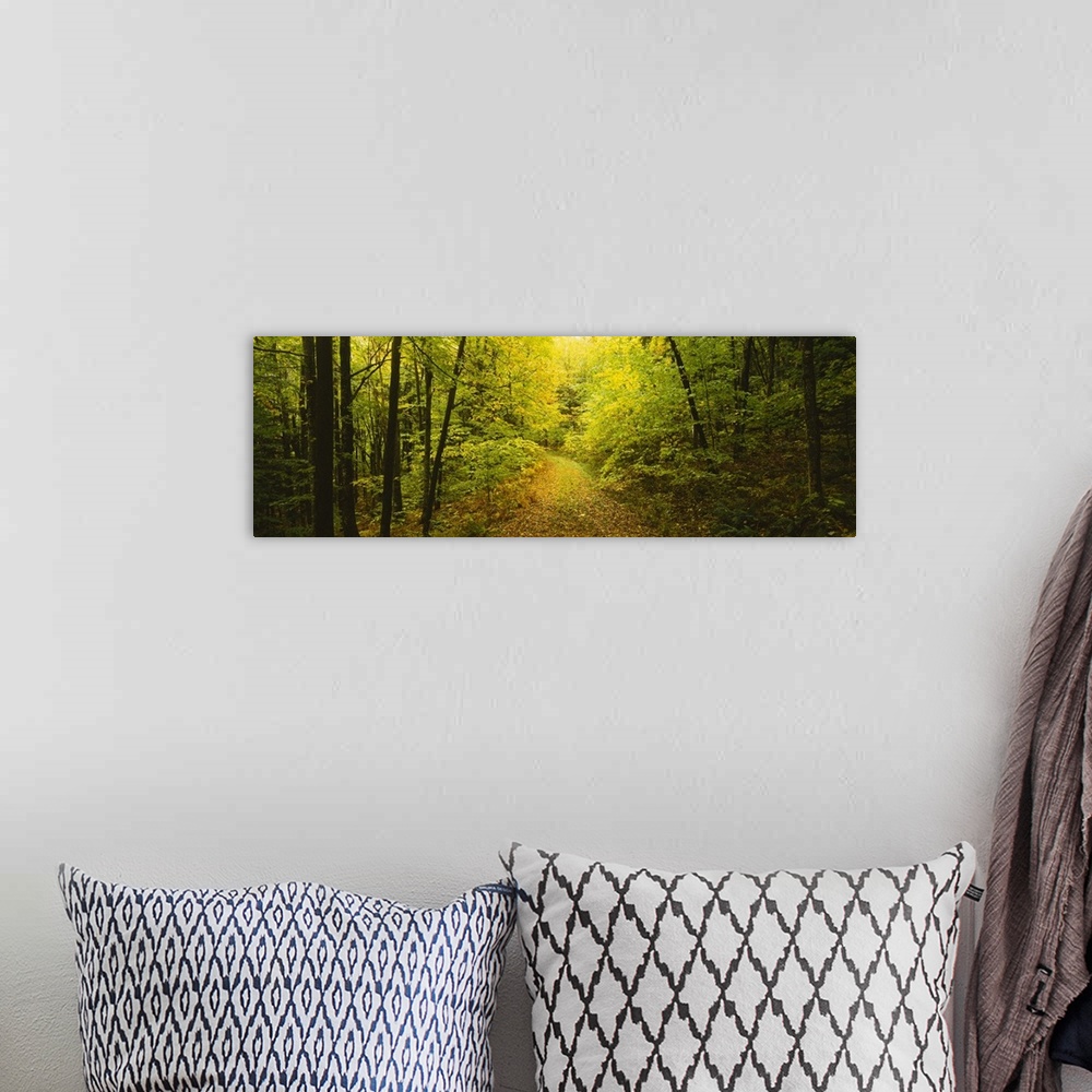 A bohemian room featuring This photograph is a forest scene of a path through the dense undergrowth on a panoramic canvas.