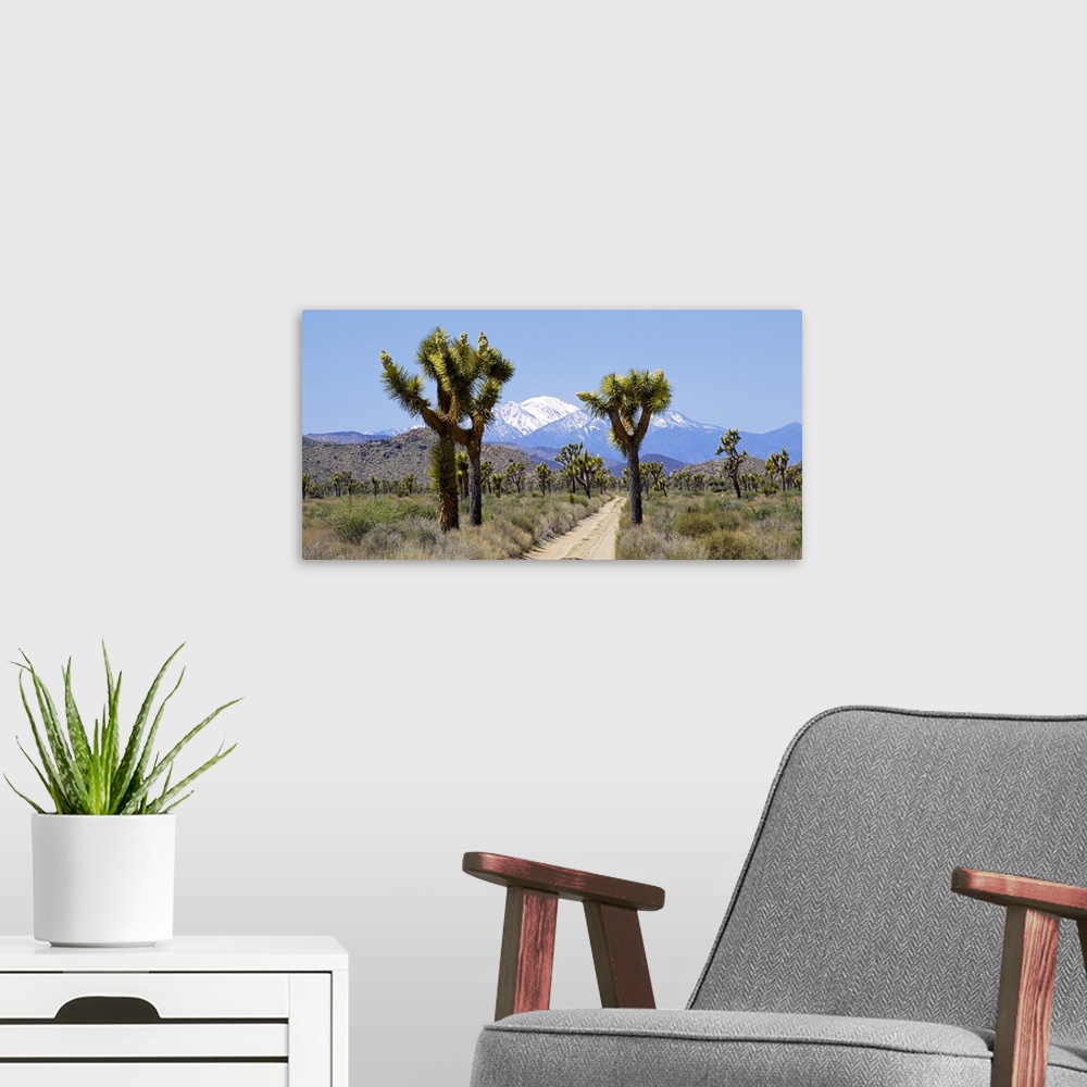 A modern room featuring Dirt road passing through a landscape, Queen Valley, Joshua Tree National Monument, California