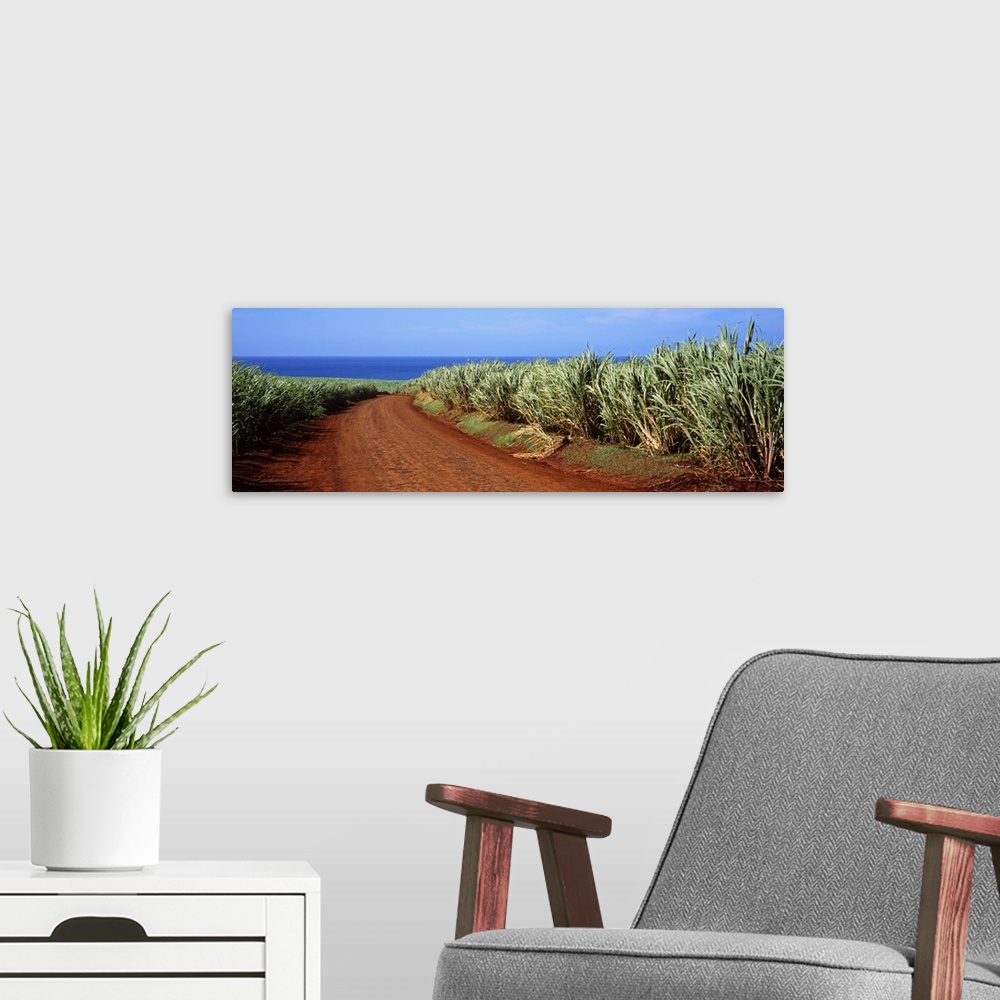 A modern room featuring Dirt road passing through a sugar cane field, Kauai, Hawaii