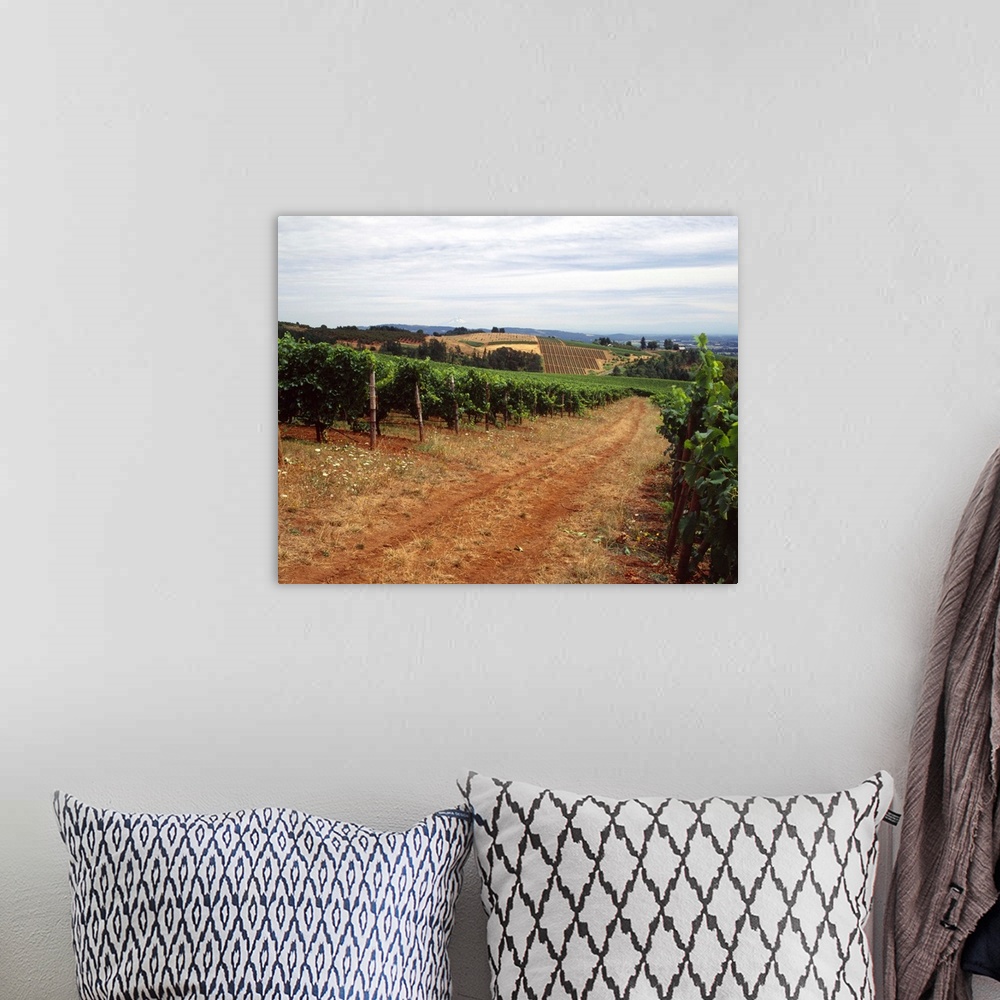 A bohemian room featuring Dirt road passing through a vineyard Dundee Hills Yamhill County Oregon