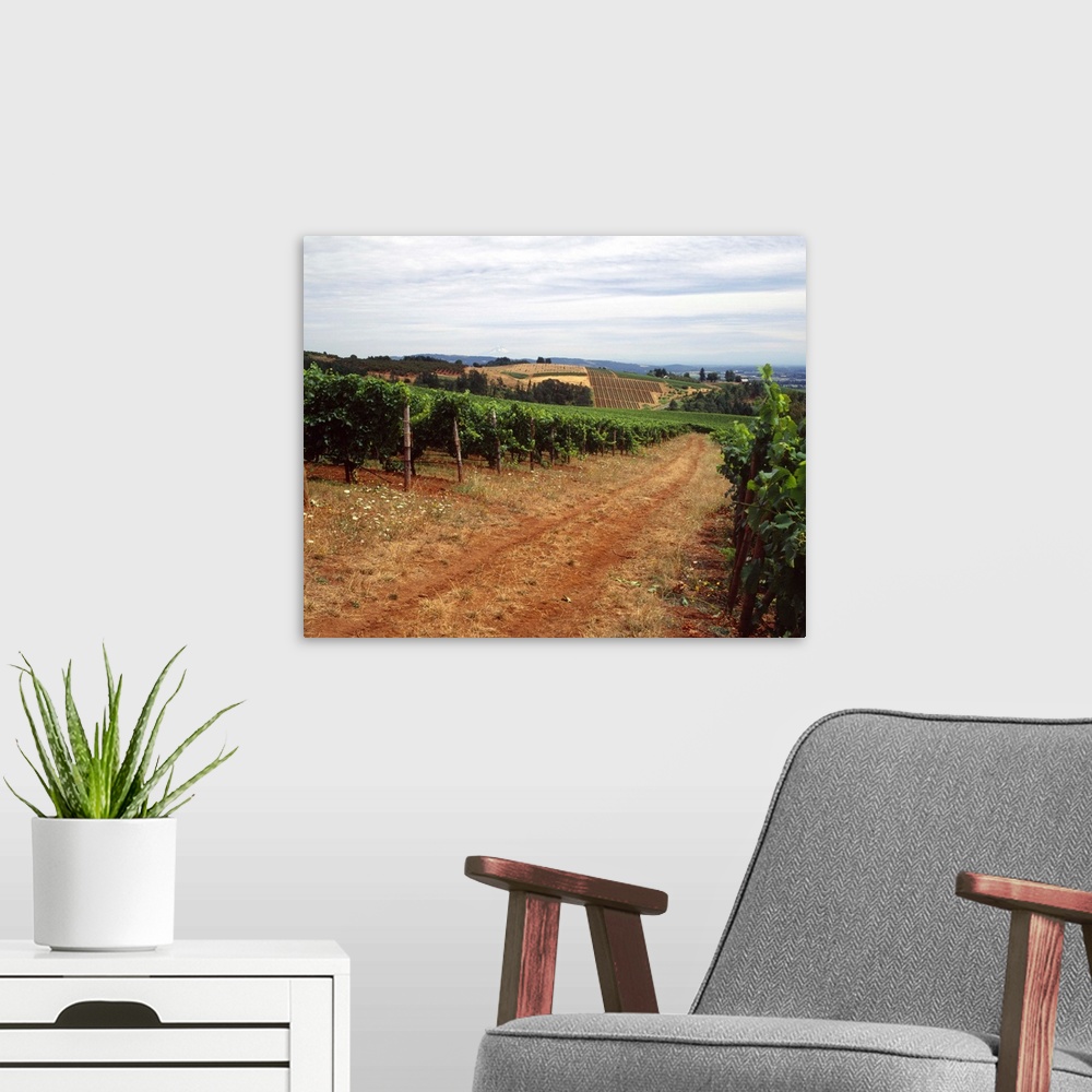 A modern room featuring Dirt road passing through a vineyard Dundee Hills Yamhill County Oregon