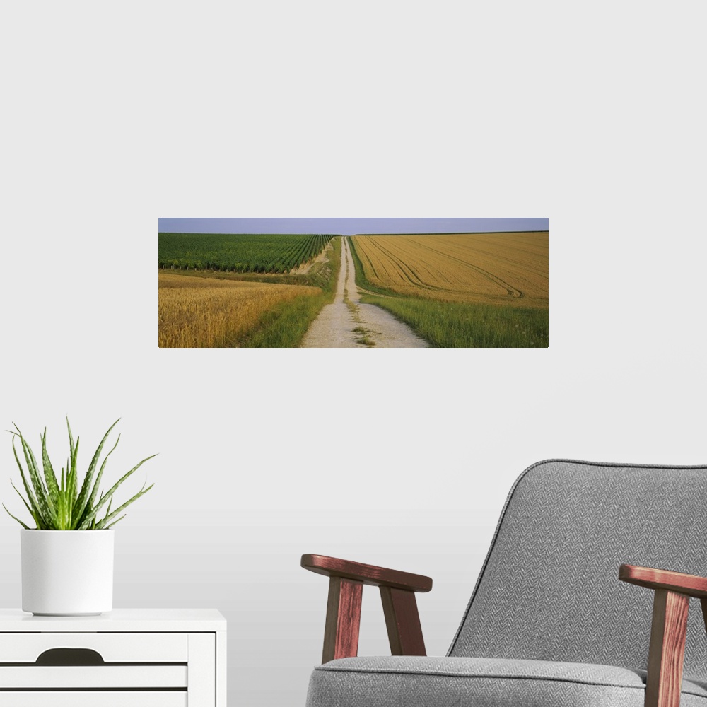 A modern room featuring Dirt road passing through a wheat field, Chablis, France