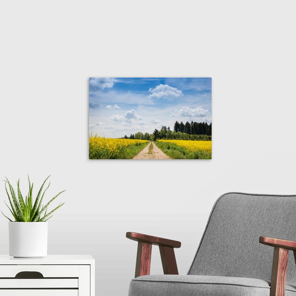 A modern room featuring Dirt road passing through rapeseed fields, Baden-Wurttemberg, Germany
