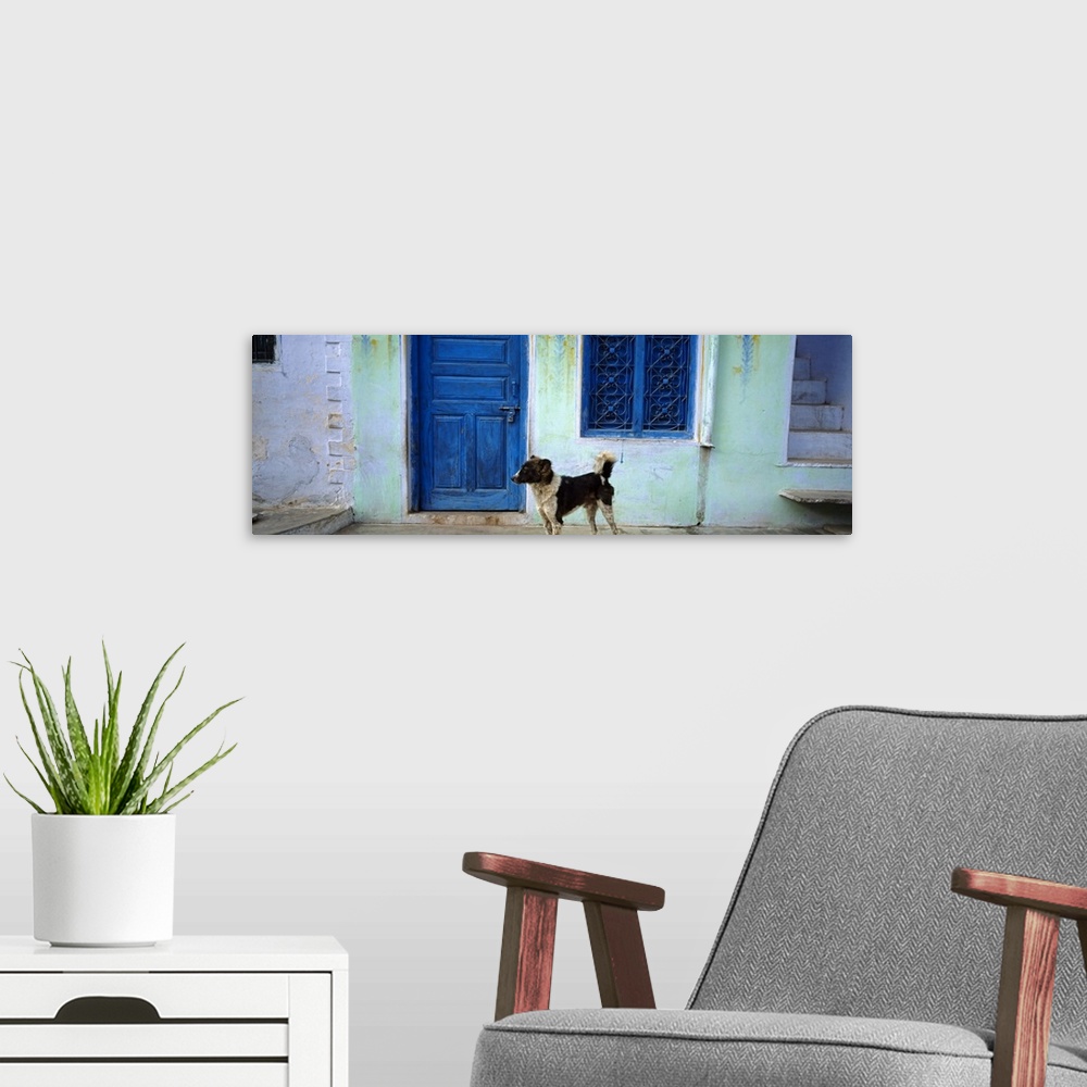 A modern room featuring Dog In Front Of A House, Rajasthan, India