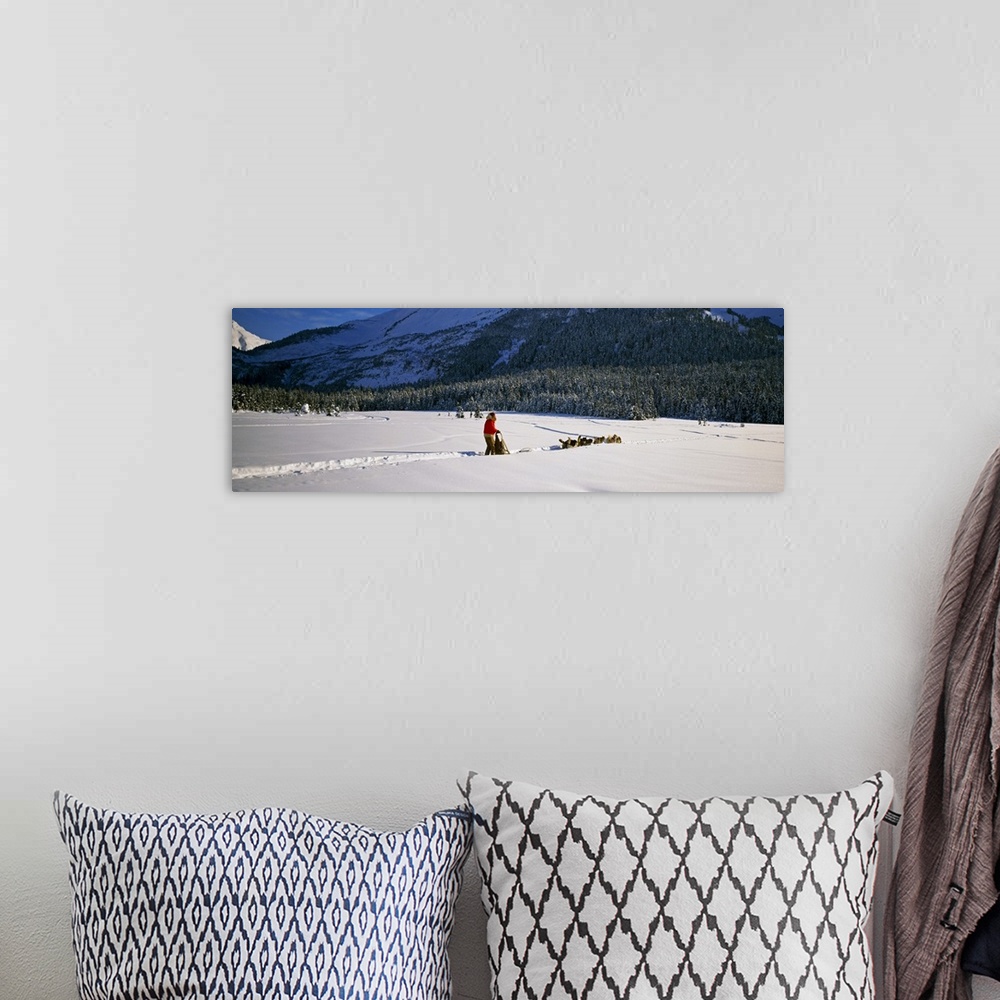 A bohemian room featuring Dog musher and sled dog team on snow-covered trail, Chugach Mountains, Alaska