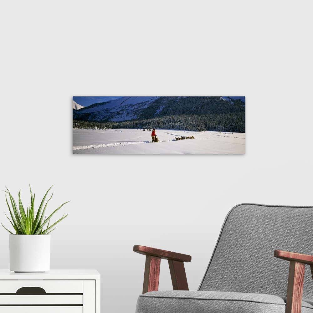 A modern room featuring Dog musher and sled dog team on snow-covered trail, Chugach Mountains, Alaska
