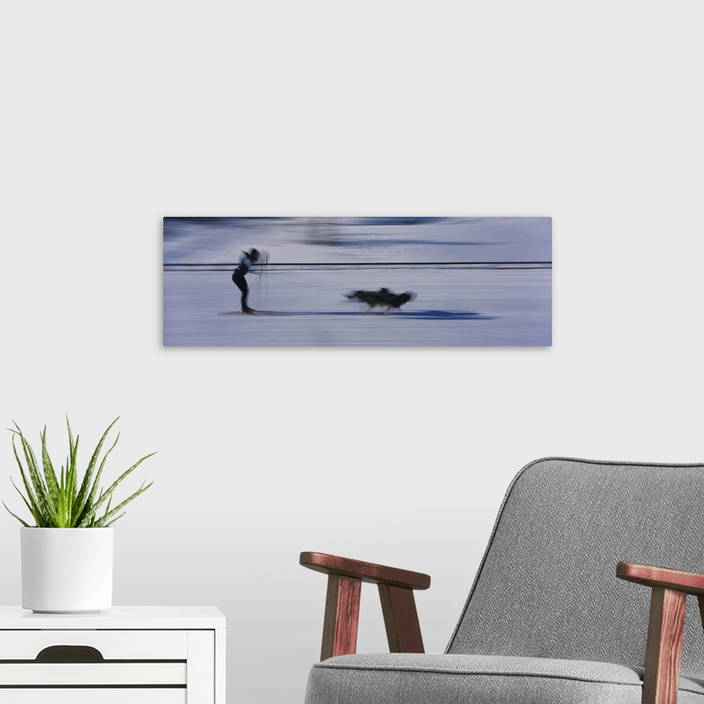 A modern room featuring Dogs pulling a skier on snow, Canmore Nordic Center, Canmore, Alberta, Canada