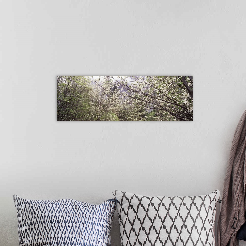 A bohemian room featuring Big panoramic canvas photo of flowers blooming on trees in a forest up close.